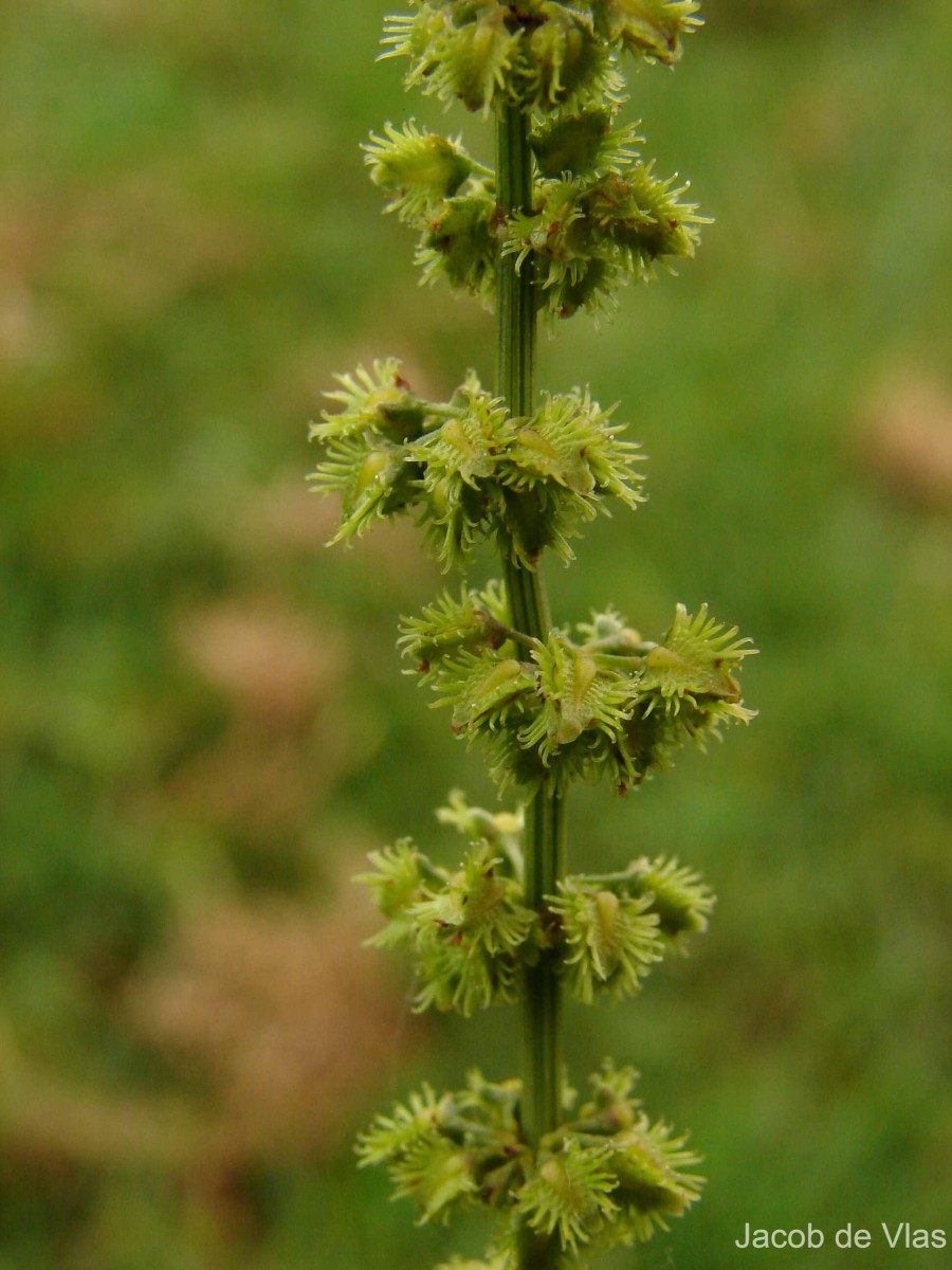 Rumex nepalensis Spreng.